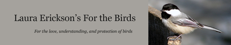 Laura Erickson's For the Birds: For the love, understanding, and protection of birds