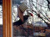 Pileated Woodpecker at Window